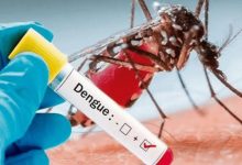 dengue fever paragraph