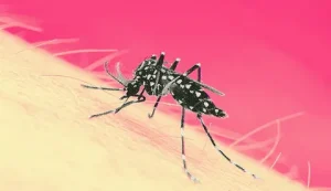 dengue fever paragraph