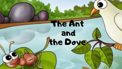 an ant and a dove completing story